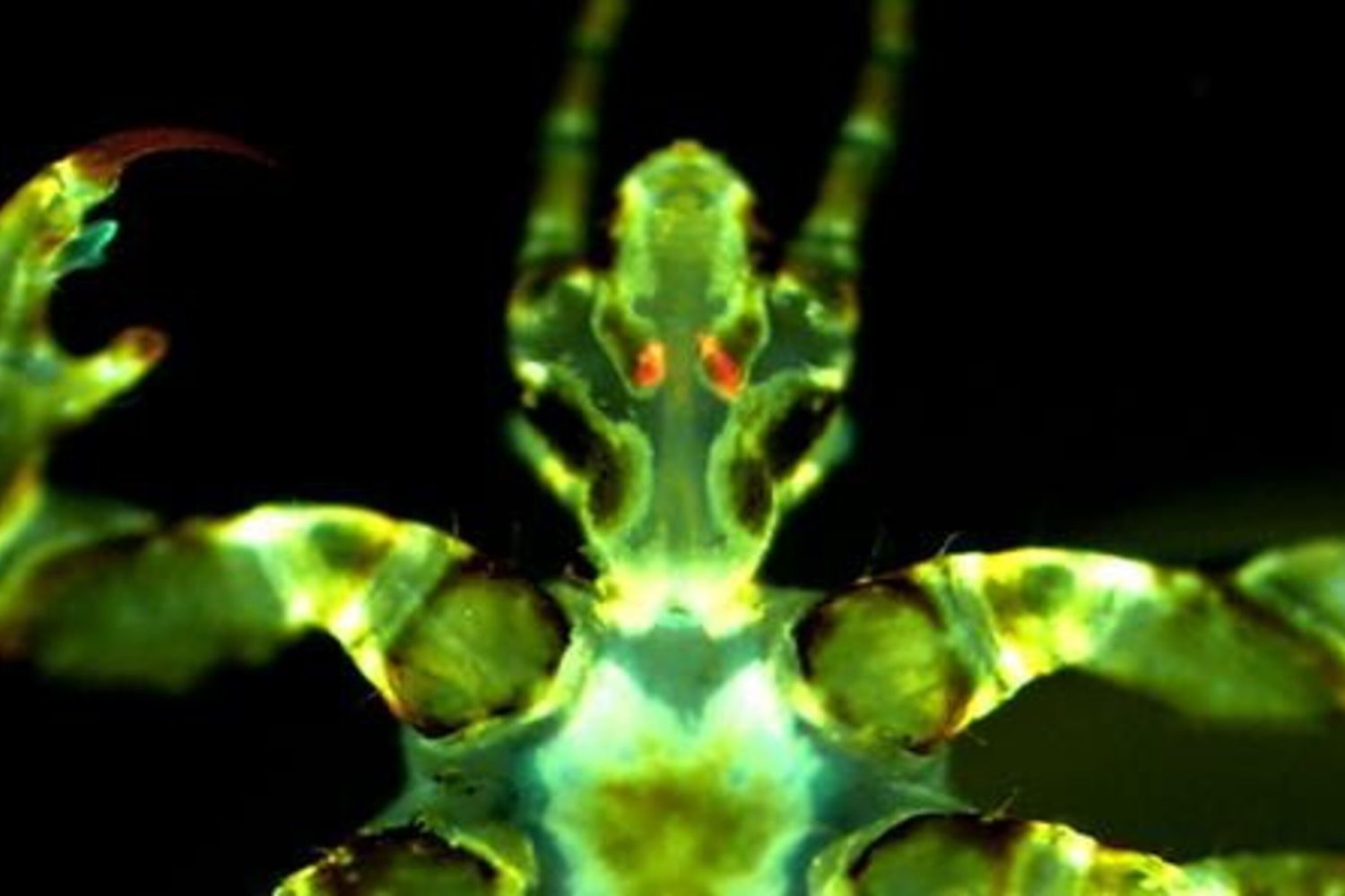 Immagine fluorescente di un pidocchio del corpo umano con infezione da Yersinia pestis (arancione/rosso) nelle ghiandole di Pawlowsky