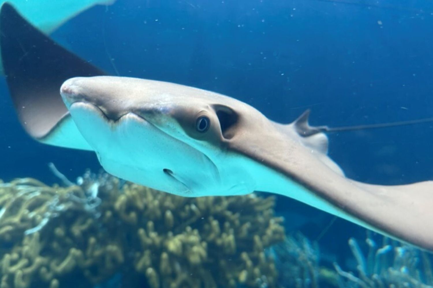 Una razza dal naso di mucca atlantica (Rhinoptera bonasus)