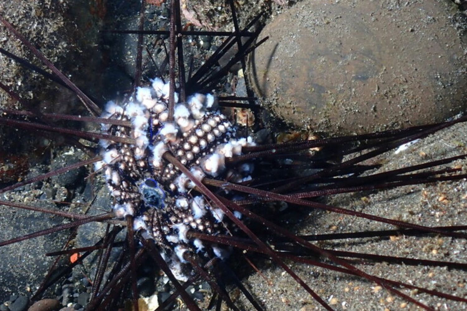 Riccio di mare infetto sull’isola della Riunione