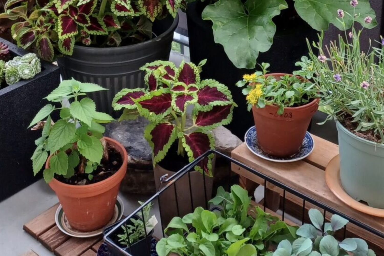 È facile iniziare a coltivare in vaso in casa in primavera, quando il clima è ancora fresco, per poi spostarsi, ad esempio, sul balcone quando il clima si riscalda