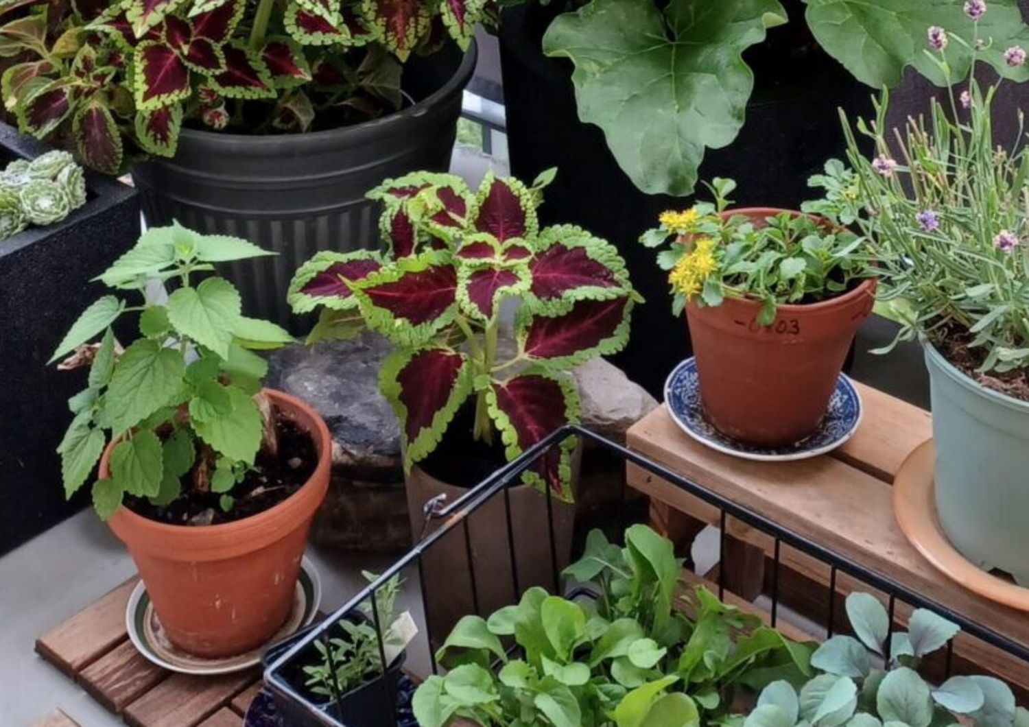 È facile iniziare a coltivare in vaso in casa in primavera, quando il clima è ancora fresco, per poi spostarsi, ad esempio, sul balcone quando il clima si riscalda