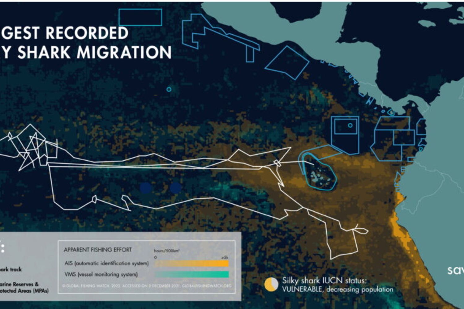 Posizioni stimate per “Genie” dalla sua posizione di etichettatura a Wolf Island, la Riserva marina delle Galapagos, con un tag SPOT montato su pinna e monitorata per 546 giorni