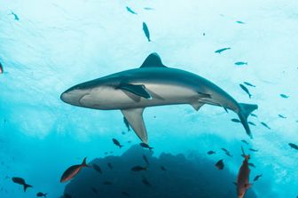 attacchi squali surfisti california