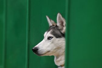 cane castrare sterilizzare linee guida