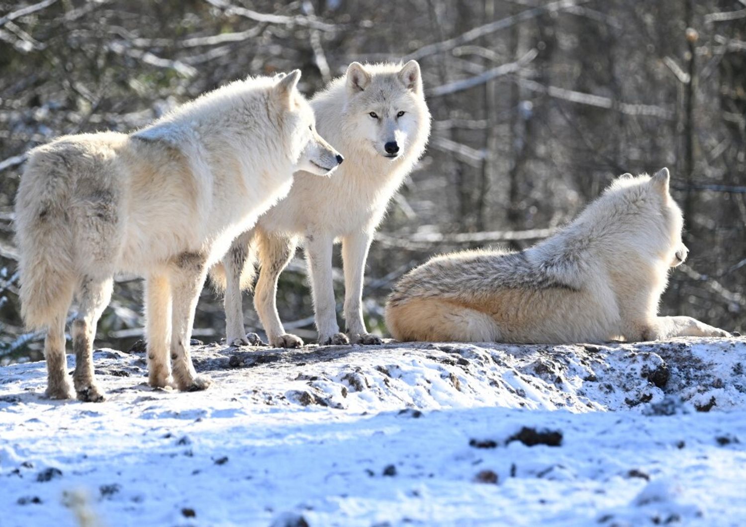 animali lupi artici sopravvivono in parco veronese