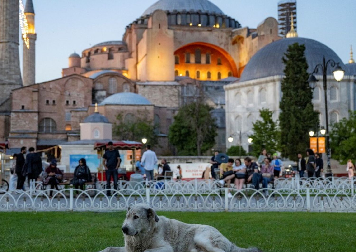 turchia istanbul proteste animalisti contro eutanasia cani randagi