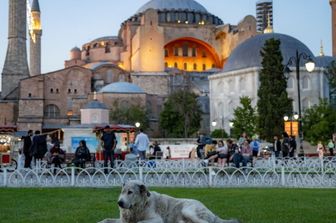 turchia istanbul proteste animalisti contro eutanasia cani randagi