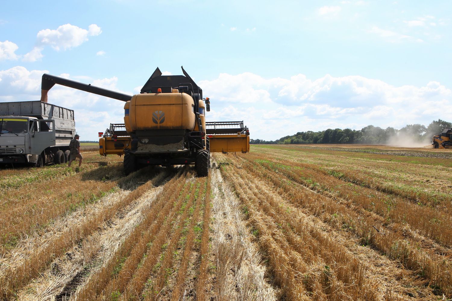 grano raccolto in Ucraina