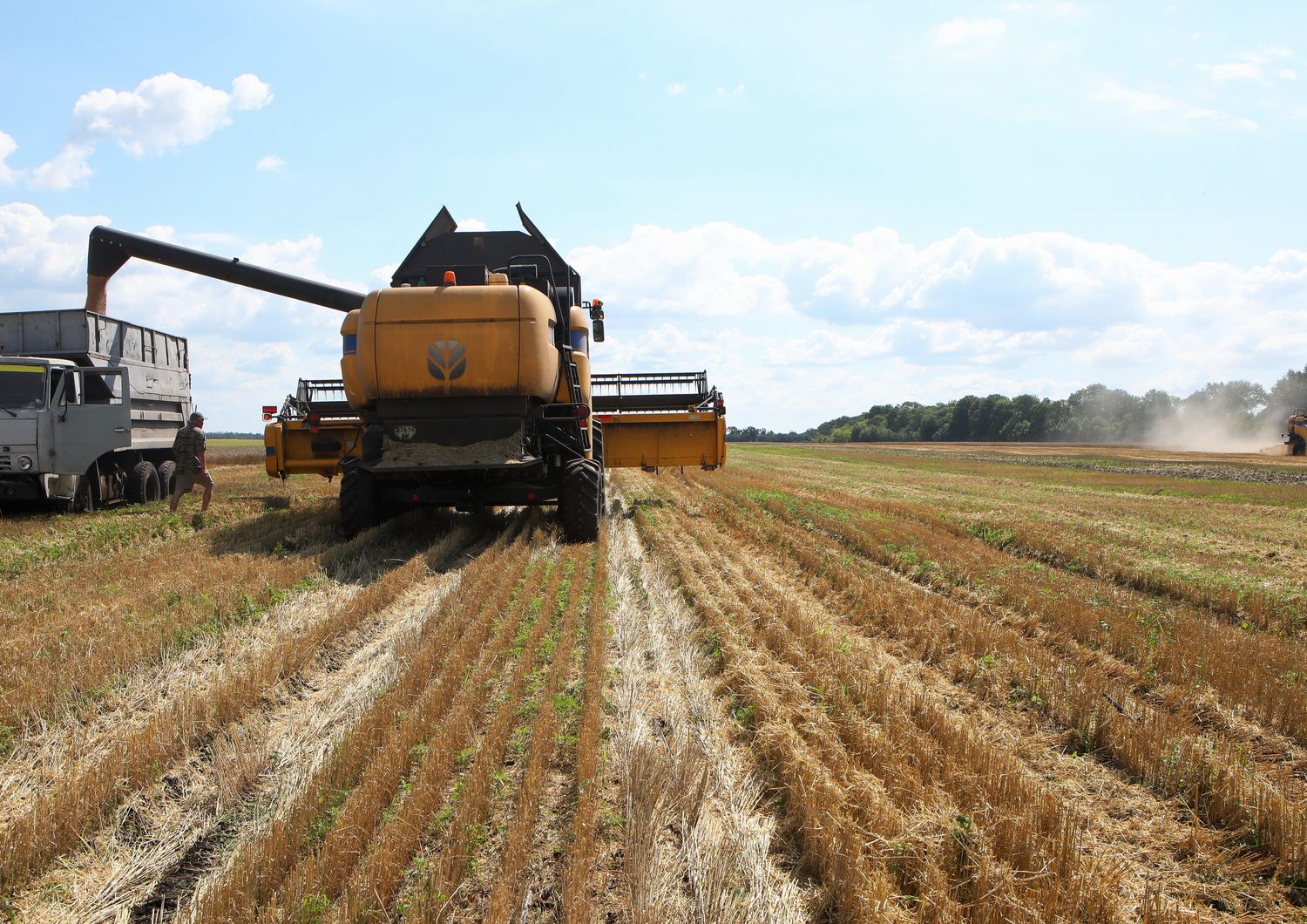 grano raccolto in Ucraina