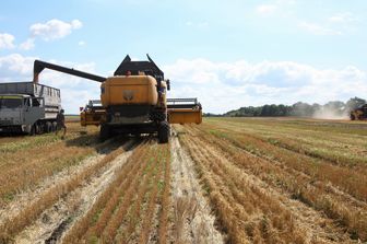 grano raccolto in Ucraina
