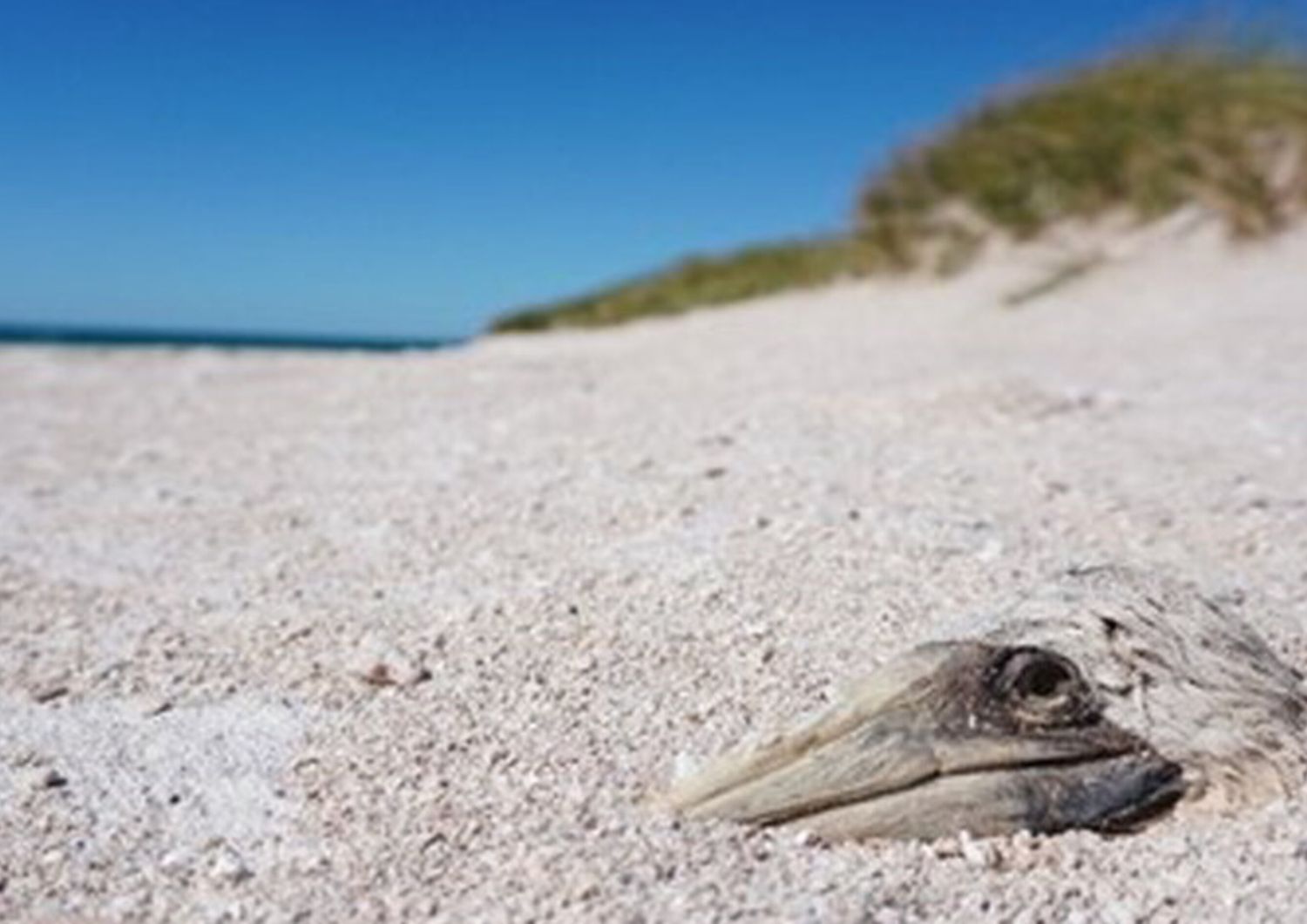 Resti di una sula deceduta per lo più sepolti sotto i sedimenti, fotografati diversi mesi dopo il ciclone Ilsa