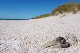 Resti di una sula deceduta per lo più sepolti sotto i sedimenti, fotografati diversi mesi dopo il ciclone Ilsa