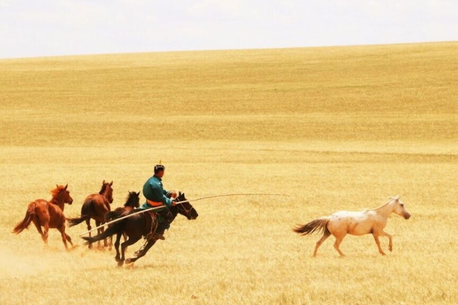 Pastori di cavalli che cavalcano, guidano, catturano o si divertono con i loro cavalli nella Mongolia Interna, Cina, luglio 2019