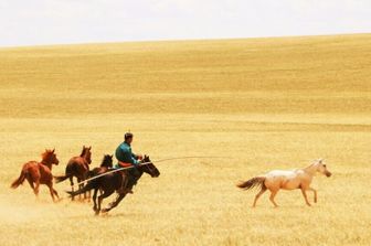 Pastori di cavalli che cavalcano, guidano, catturano o si divertono con i loro cavalli nella Mongolia Interna, Cina, luglio 2019