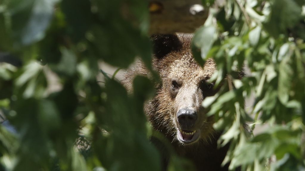 Orso immortalato in Trentino