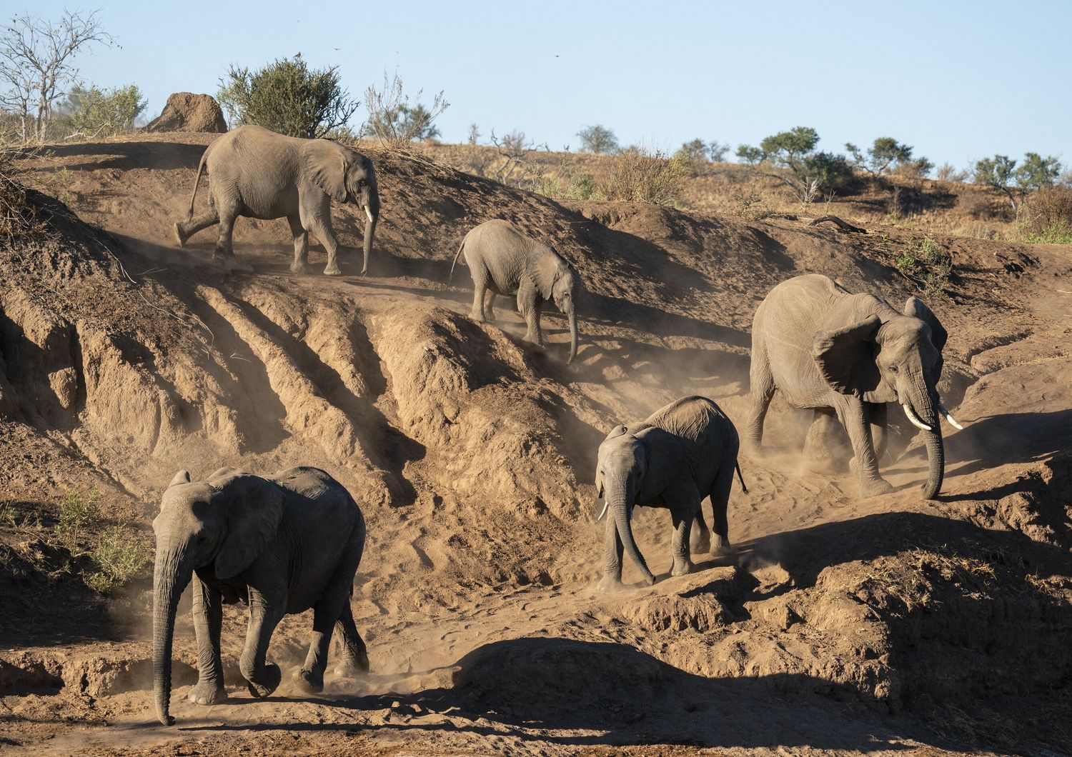 Elefanti africani in Botswana