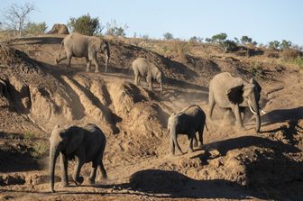 Elefanti africani in Botswana