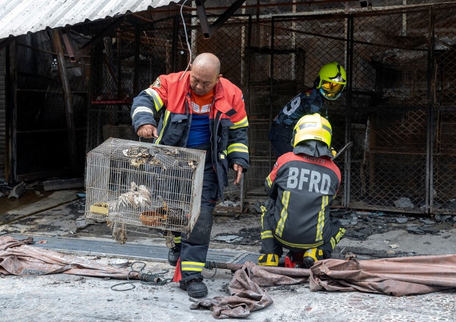 Animali morti in gabbia nell'incendio nel mercato di Chatuchak