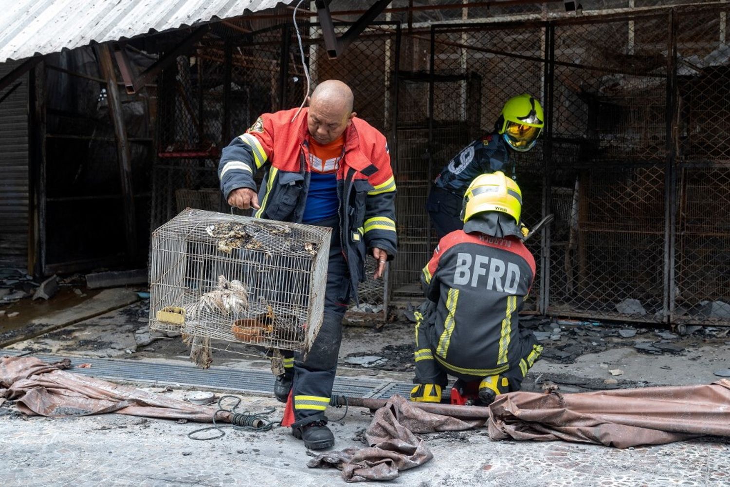 Animali morti in gabbia nell'incendio nel mercato di Chatuchak