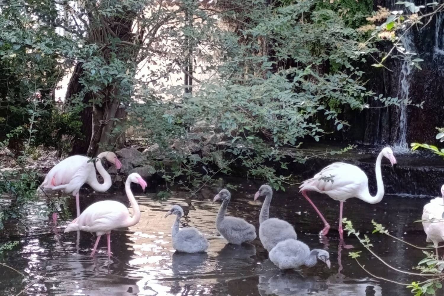 Nati cinque fenicotteri rosa nei giardini della presidenza della Regione Siciliana