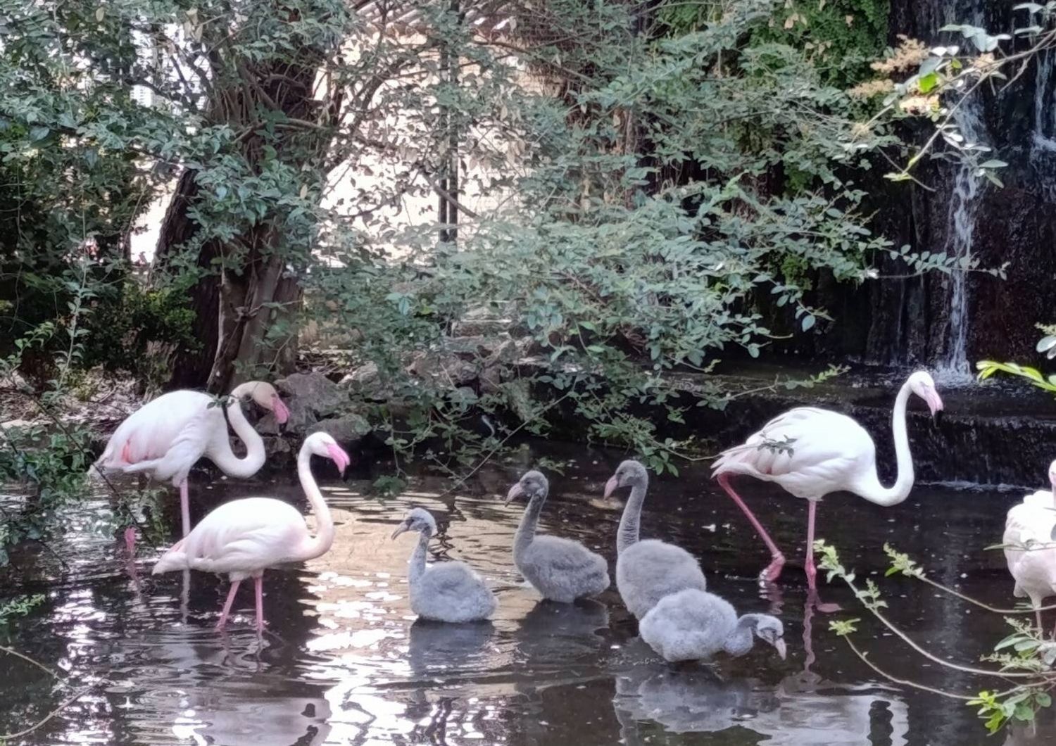 Nati cinque fenicotteri rosa nei giardini della presidenza della Regione Siciliana