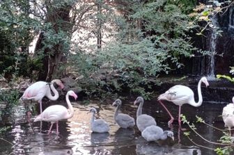 Nati cinque fenicotteri rosa nei giardini della presidenza della Regione Siciliana