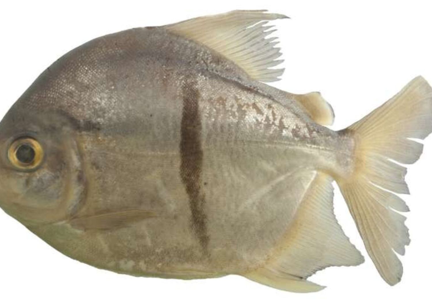 piranha vegetariano nuova specie sauron