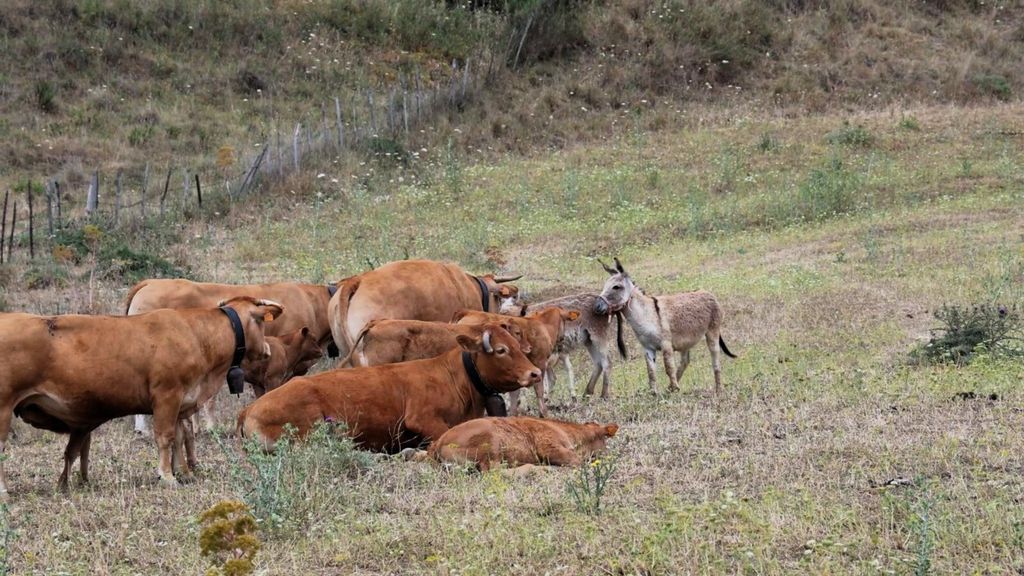 Bestiame a rischio con la siccità