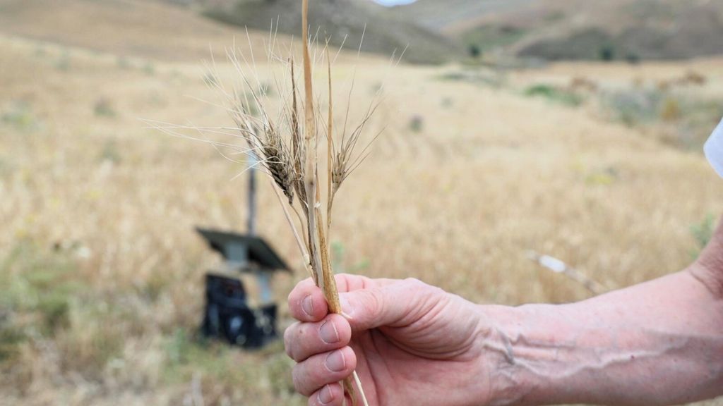 La crisi del grano per colpa della scarsità delle piogge