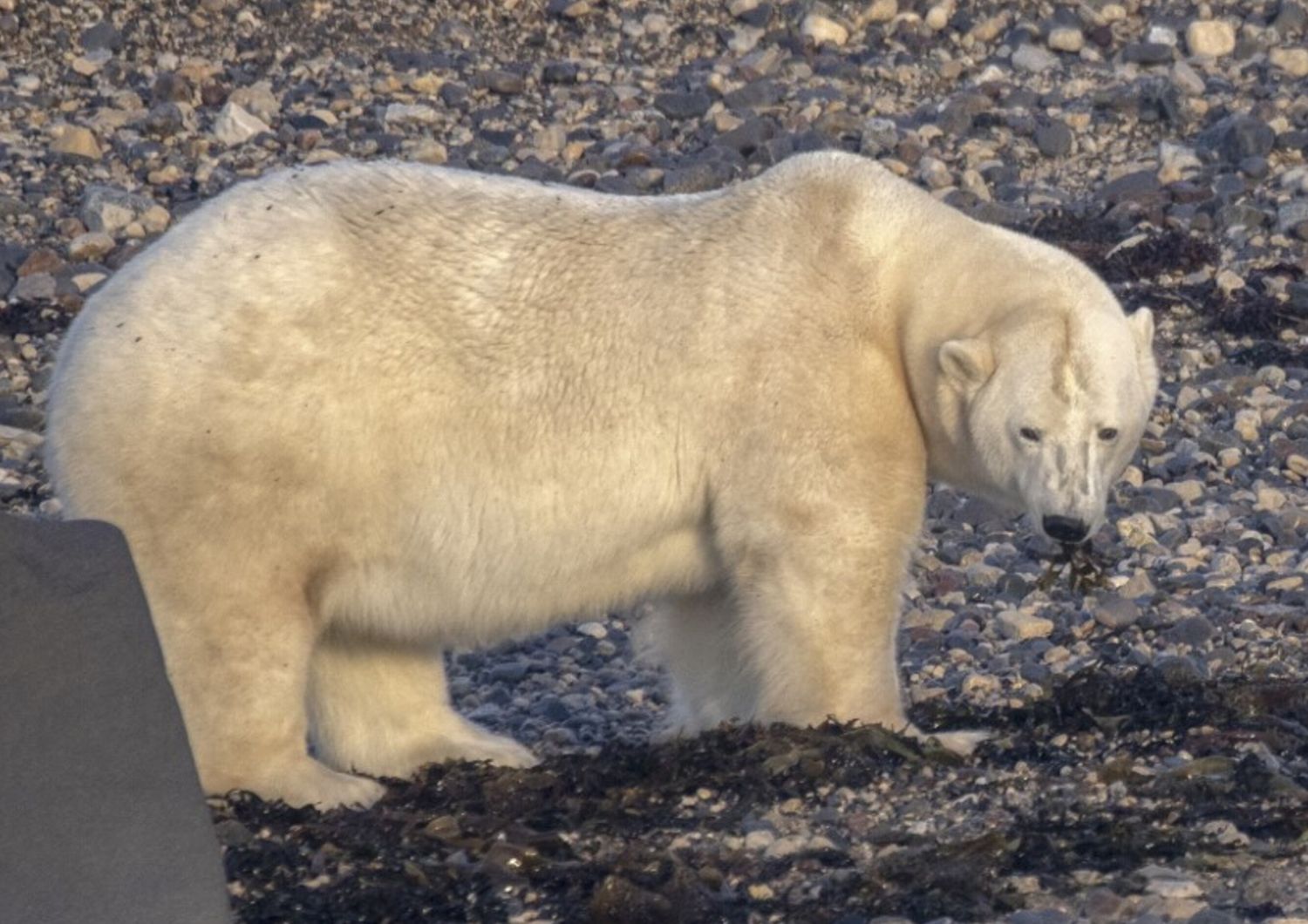 Orso polare nella baia di Hudson