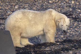 Orso polare nella baia di Hudson