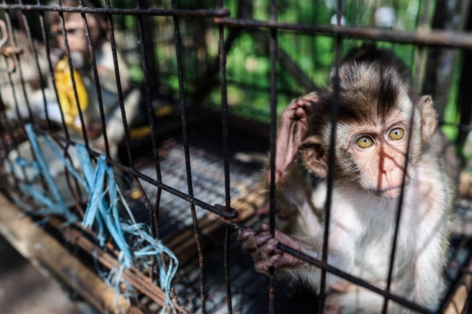 Scimmie da laboratorio