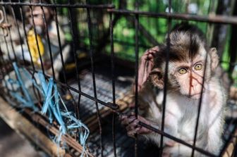 Scimmie da laboratorio