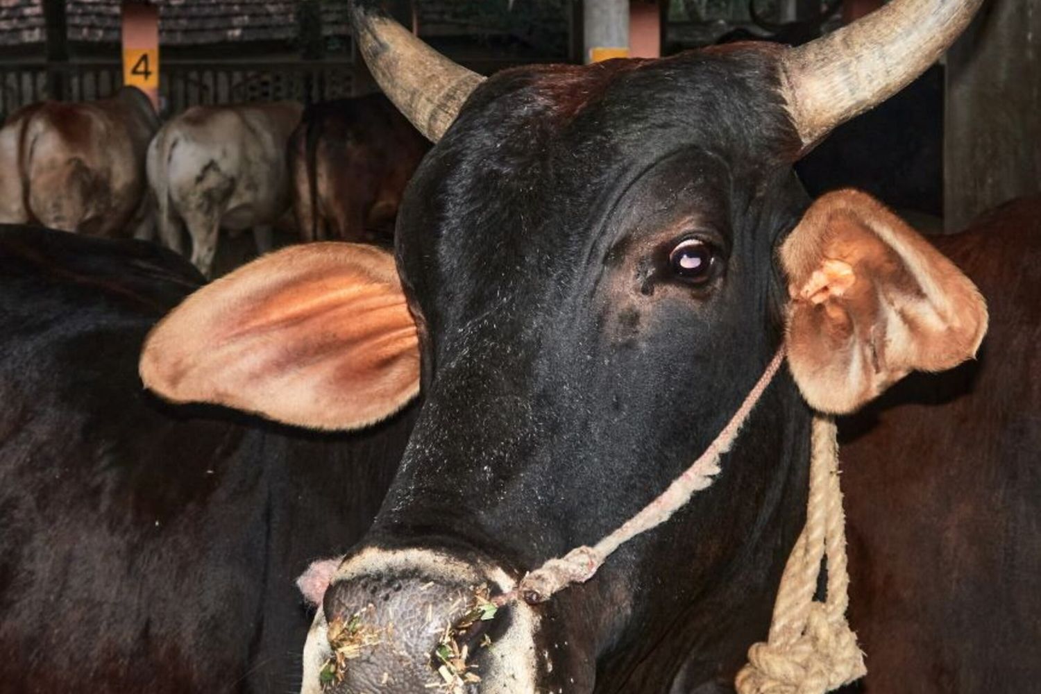 Azienda carni bovine