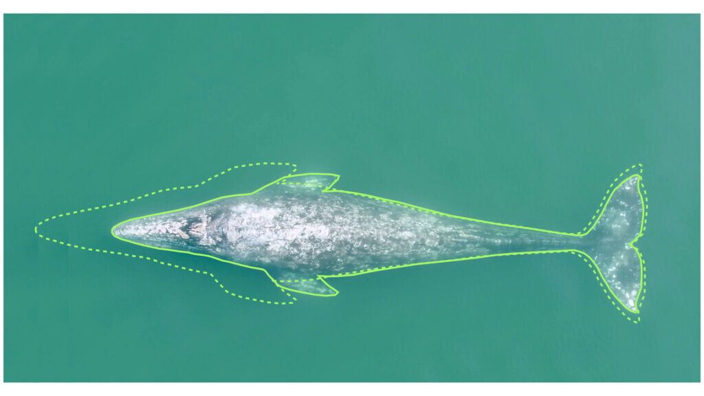 Lo schema che mostra i cambiamenti nella specie