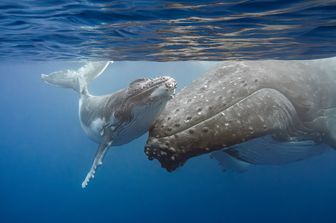 scienza balene grigie si stanno rimpicciolendo