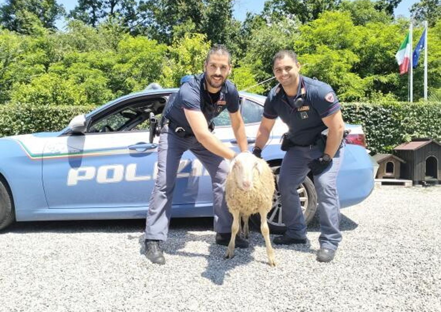 pecora blocca traffico tangenziale novara