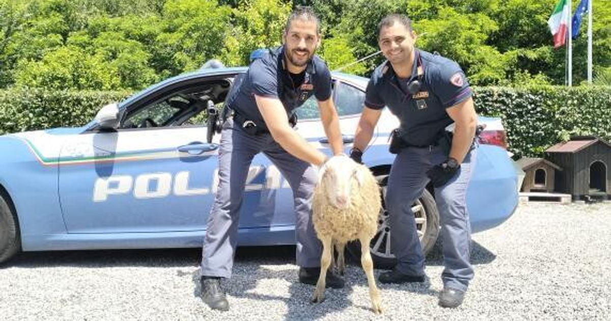 Una pecora ha bloccato il traffico nella tangenziale di Novara