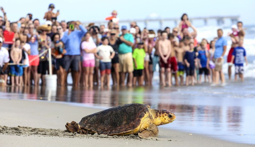 Tartaruga Caretta caretta