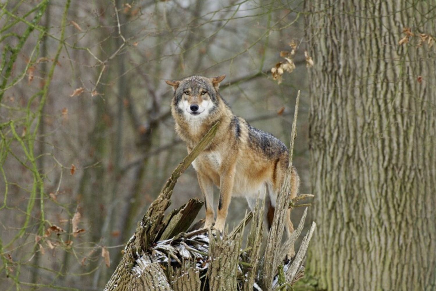 Lupi ospitati nello zoo di Thoiry