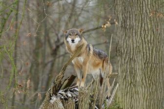 Lupi ospitati nello zoo di Thoiry