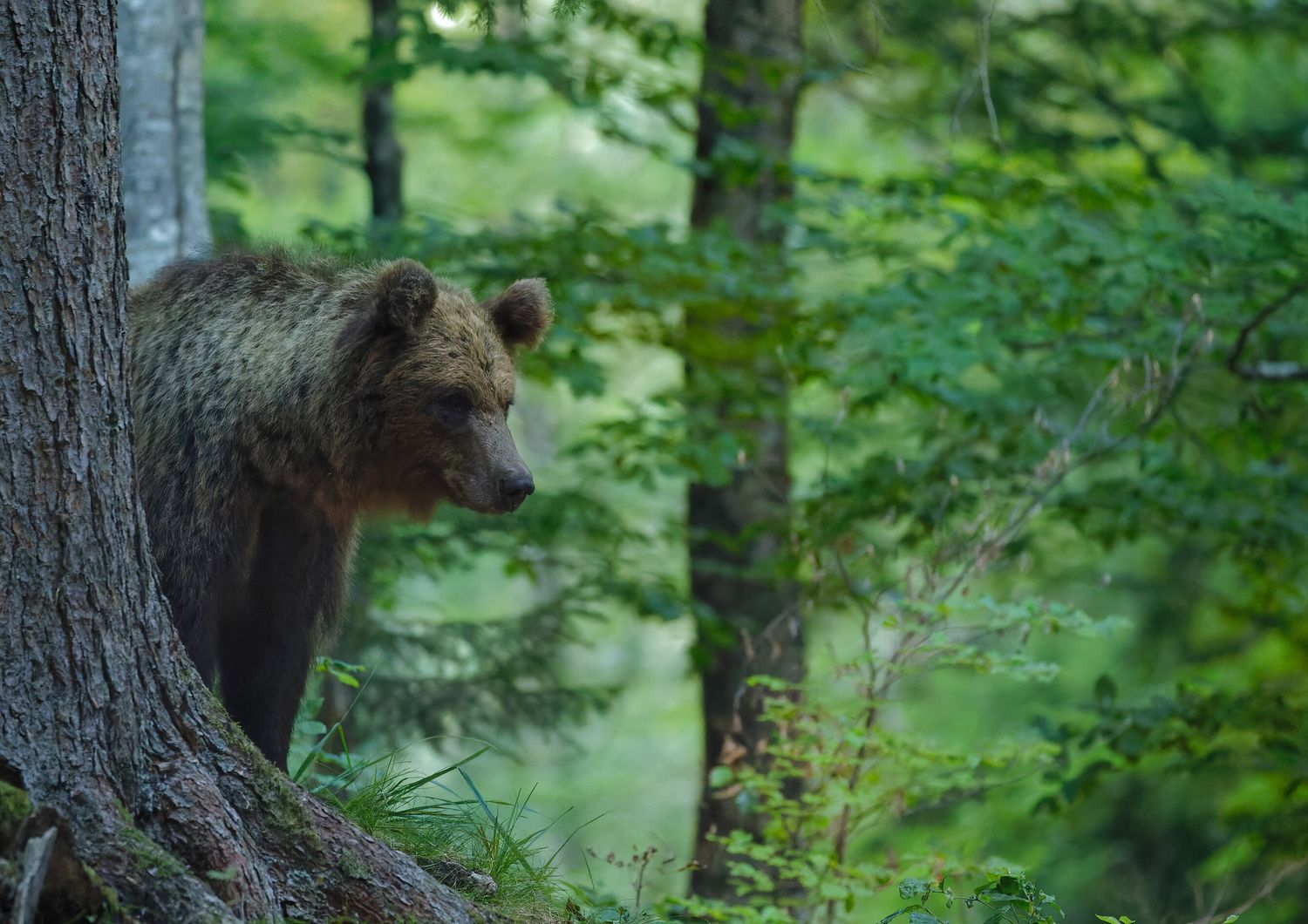 Un orso in Slovenia