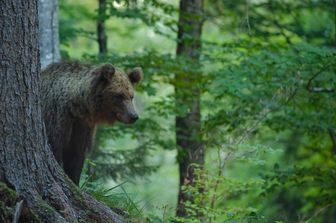 Un orso in Slovenia