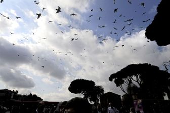 Piccioni a Roma