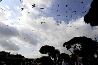 Piccioni a Roma