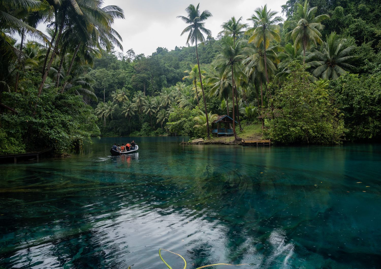 Foresta dell'Indonesia