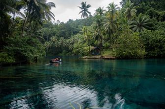 Foresta dell'Indonesia