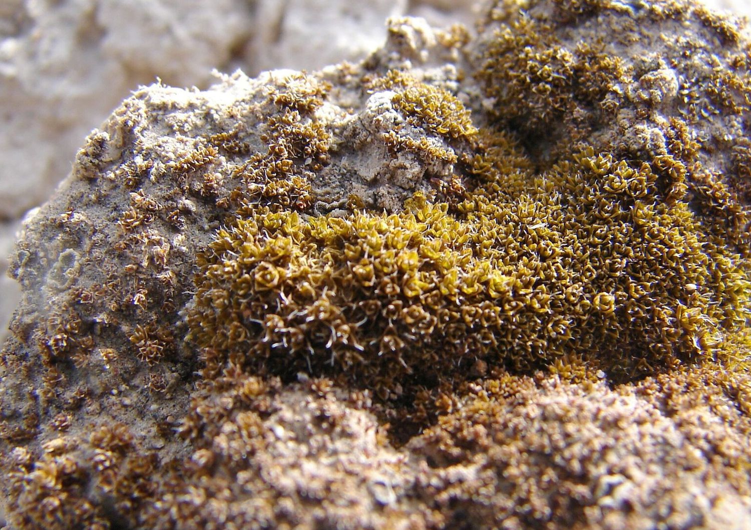 Syntrichia Caninervis
