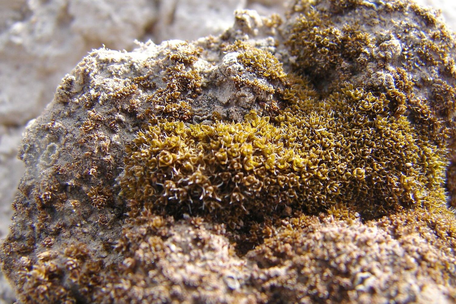 Syntrichia Caninervis