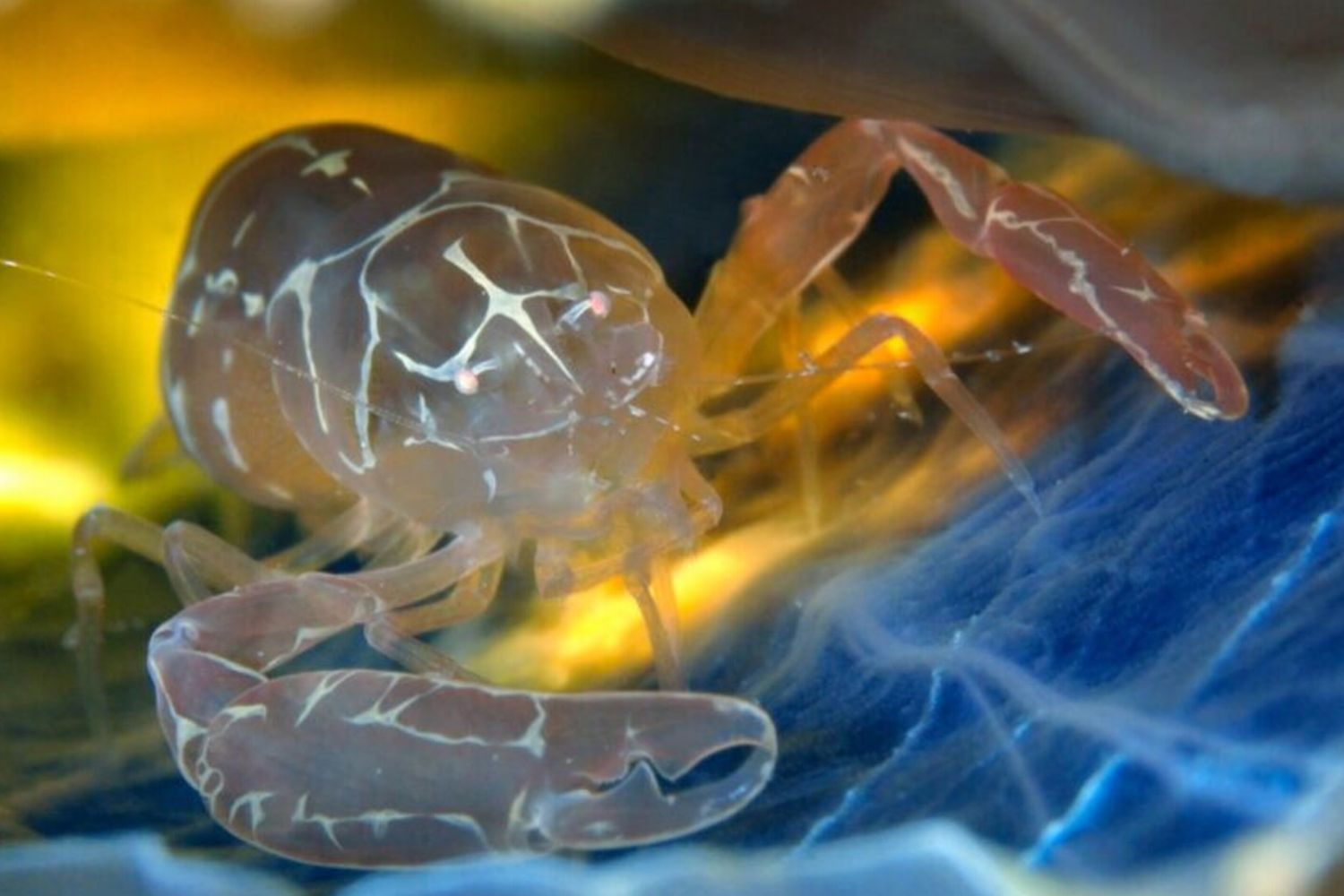 Pontonia pinnophylax